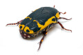 Pachnoda sinuata flaviventris adult